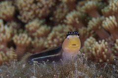 White-Lined Coralblenny photo 4