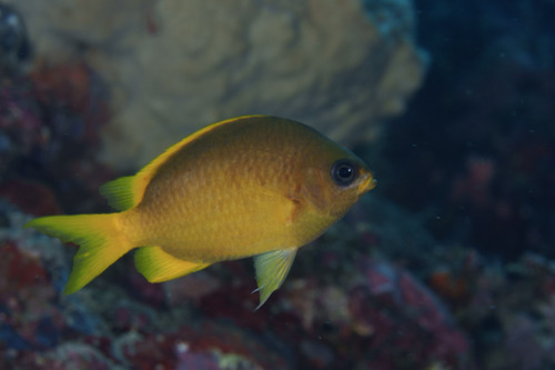 Brown puller (Chromis analis) — Pomacentridae — 3