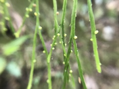 Psilotum complanatum