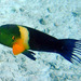 Broomtail Wrasse - Photo (c) Albertini maridom, some rights reserved (CC BY-NC), uploaded by Albertini maridom