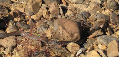 Greater Black Whipsnake