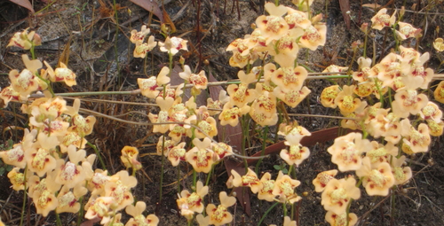 Utricularia fulva