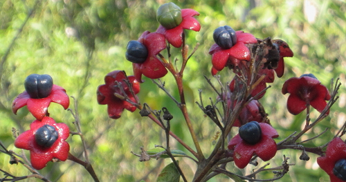 Lolly Bush