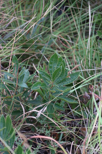 Image of Searsia harveyi by (c) Tony Rebelo, some rights reserved (CC BY-SA)