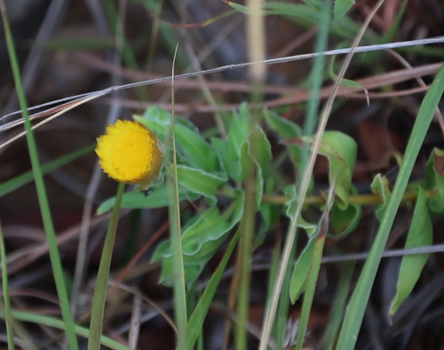 Image of Helichrysum cooperi by (c) Tony Rebelo, some rights reserved (CC BY-SA)