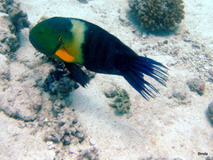 Cheilinus lunulatus