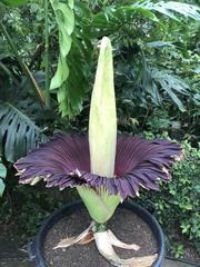 Amorphophallus titanum
