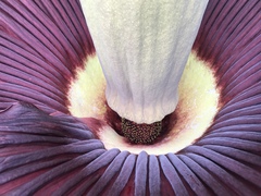 Amorphophallus titanum