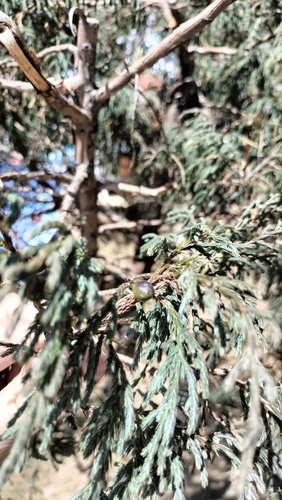 Image of Juniperus recurva by (c) Patricia Rose, some rights reserved (CC BY)