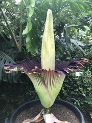 Amorphophallus titanum