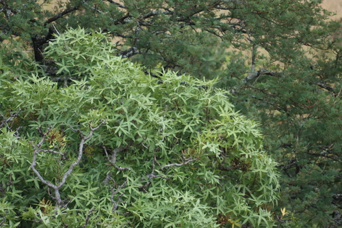 Image of Cussonia natalensis by (c) Tony Rebelo, some rights reserved (CC BY-SA)