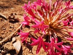 Brunsvigia bosmaniae