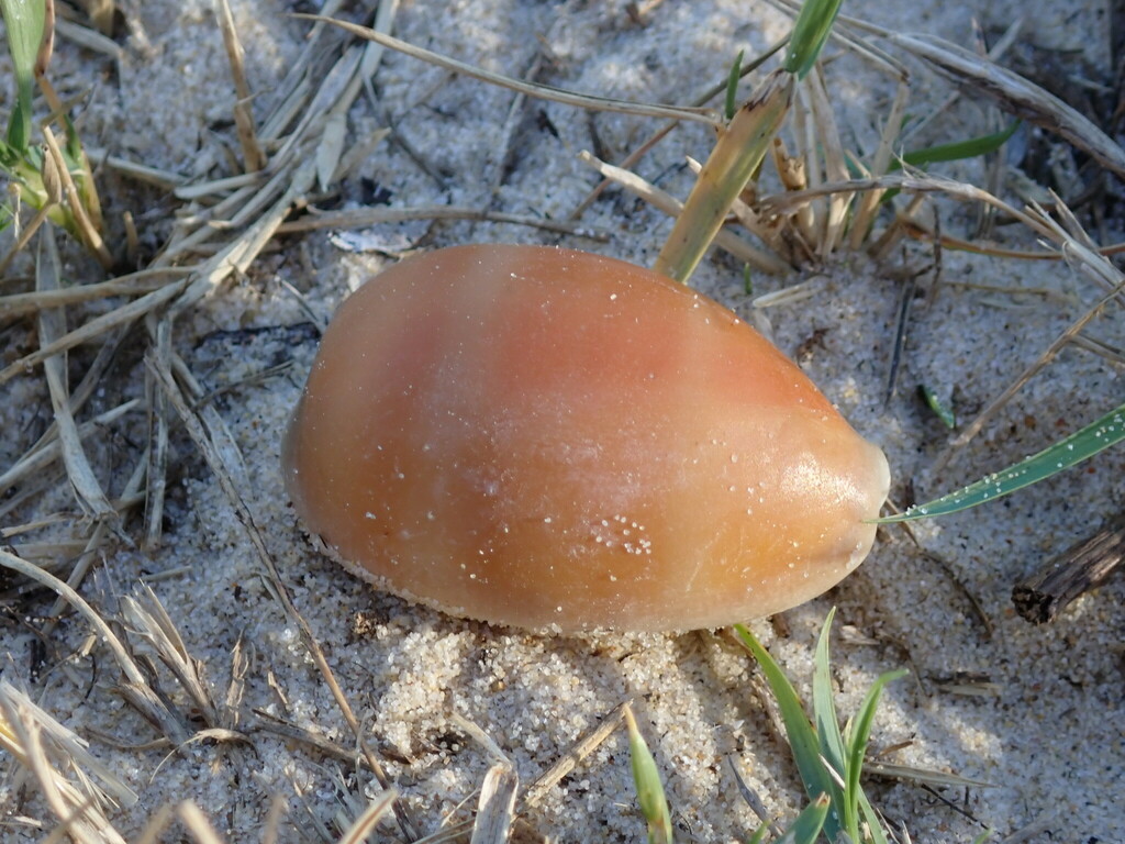 Carnelian Cowry from Bundagen NSW 2454, Australia on March 14, 2024 at ...