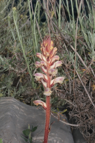 Common Broomrape