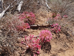 Brunsvigia bosmaniae