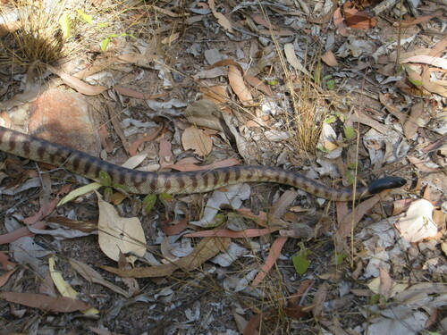 Black-headed Python