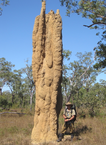 Spinifex Termite