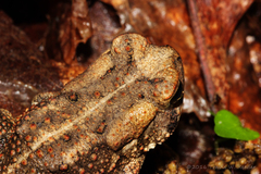 Anaxyrus americanus charlesmithi