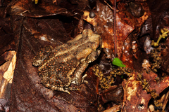 Anaxyrus americanus charlesmithi