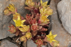 Sedum litoreum