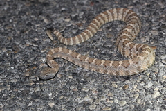 Crotalus stephensi
