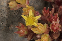 Sedum litoreum
