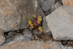 Sedum litoreum