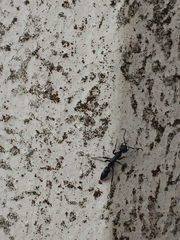 Leptogenys falcigera