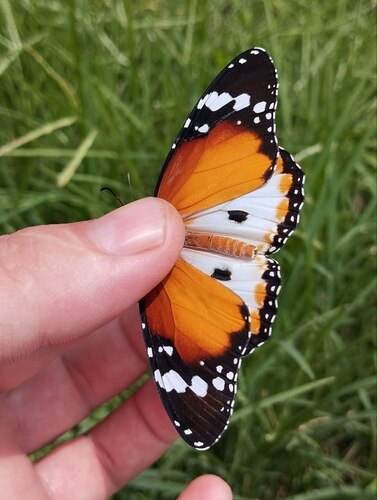 Plain Tiger Butterfly