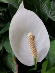 Spathiphyllum