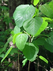Populus heterophylla