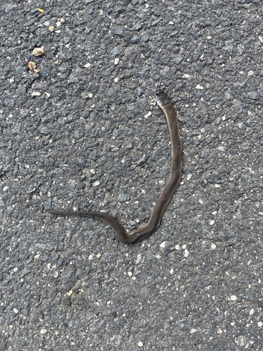 Lowlands Copperhead sighting