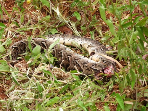 Puff Adder