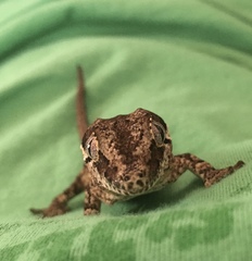 Rhacodactylus auriculatus