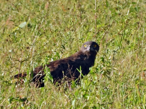 Brown Snake-Eagle