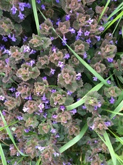 Glechoma hederacea