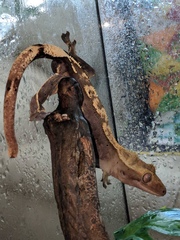 Correlophus ciliatus