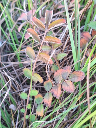 Image of New Zealand Silverweed (Argentina anserinoides) by (c) Oscar Dove, some rights reserved (CC BY)