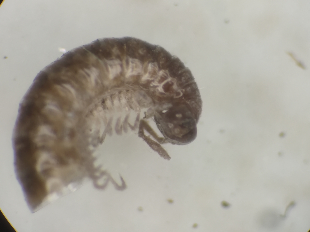 Orthochordeumella