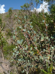 Berberis grevilleana