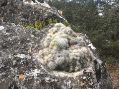 Mammillaria erythrosperma