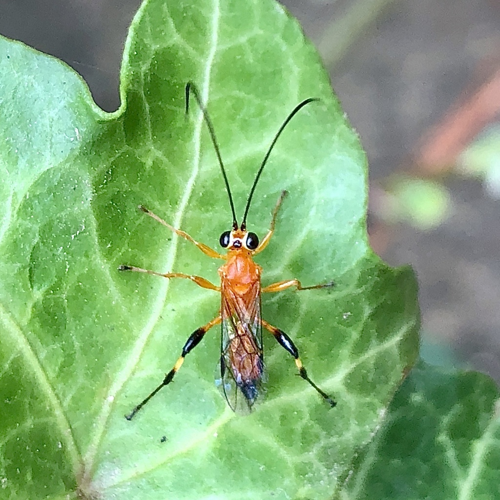Aculicoxa