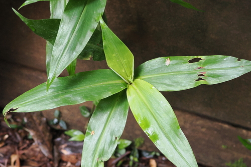 Pollia crispata (Pollia crispata)