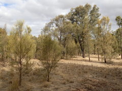 Allocasuarina luehmannii