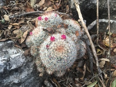 Mammillaria erythrosperma
