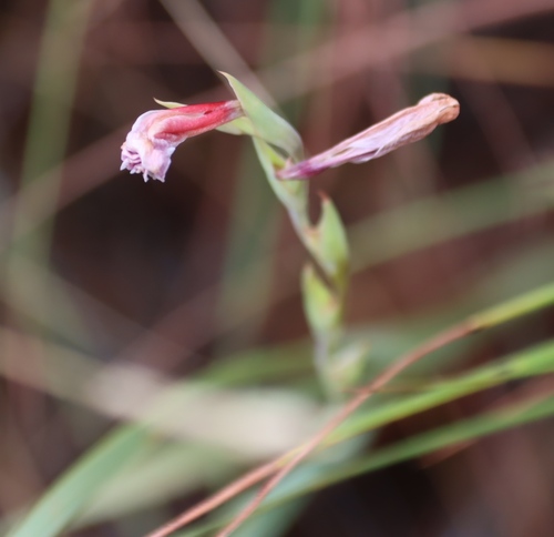 Gladiolus scabridus, photograph 2