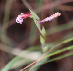 (c) Tony Rebelo, some rights reserved (CC BY-SA) Gladiolus scabridus, photograph (c) Tony Rebelo, some rights reserved (CC BY-SA)
