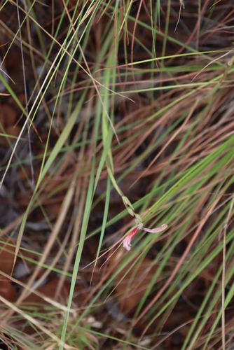 Gladiolus scabridus, photograph 3