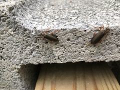 Pomphopoea