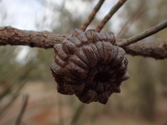 Allocasuarina luehmannii